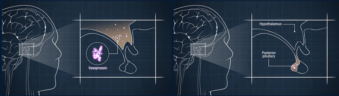 Vasopressin Synthesis - Hypothalamus and Vasopressin Secretion - Posterior Pituitary